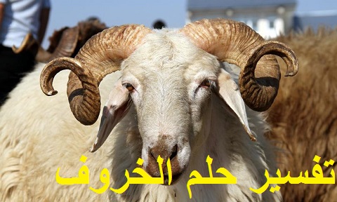 تفسير حلم اِلخروف ودلالته للعزباء المتزوجة الحامل المطلقة الرجل في المنام
