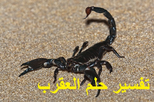 تفسير رؤية حلم العقرب ودلالته للعزباء للمتزوجة للحامل للمطلقة للرجل في المنام