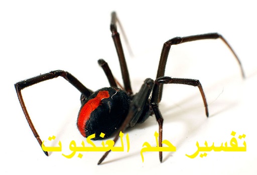 تفسير رؤية حلم الغنكبوت للعزباء للمتزوجة للحامل للمطلقة للرجل بالتفصيل في المنام