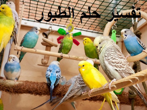 تفسير حلم الطيةو ودلالة واشكالها والونها
